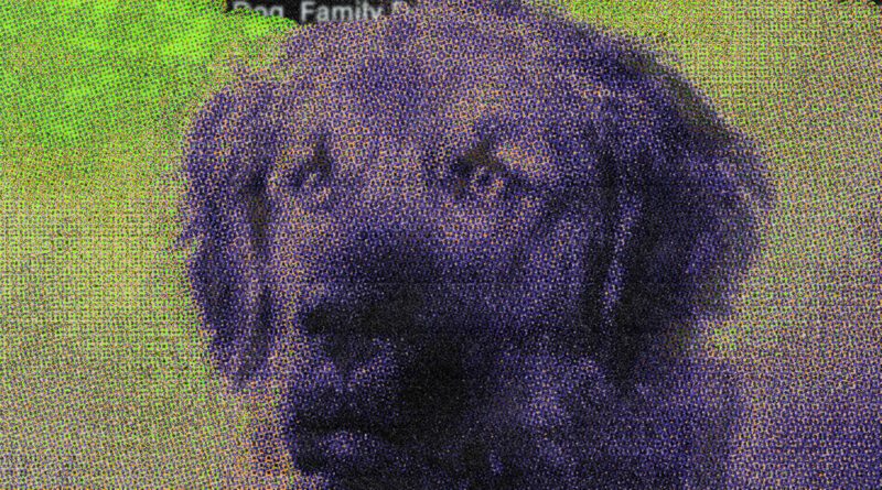 Stupid_Son-Family_Dog_3Kx3K_px_RGB